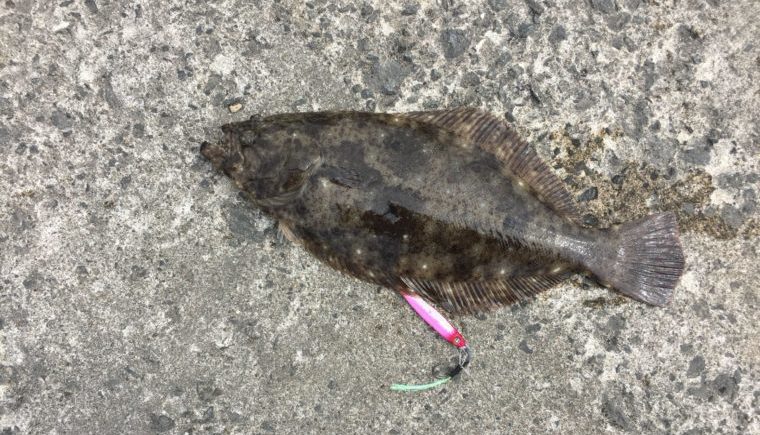 ショアジギングで釣ったヒラメの写真