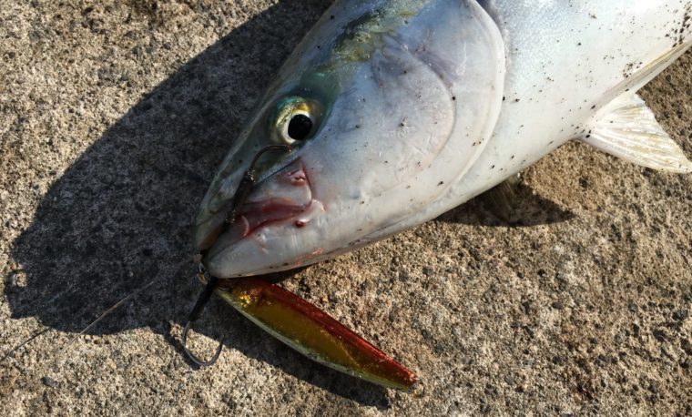 ゴールド系のルアー釣れたイナダの写真