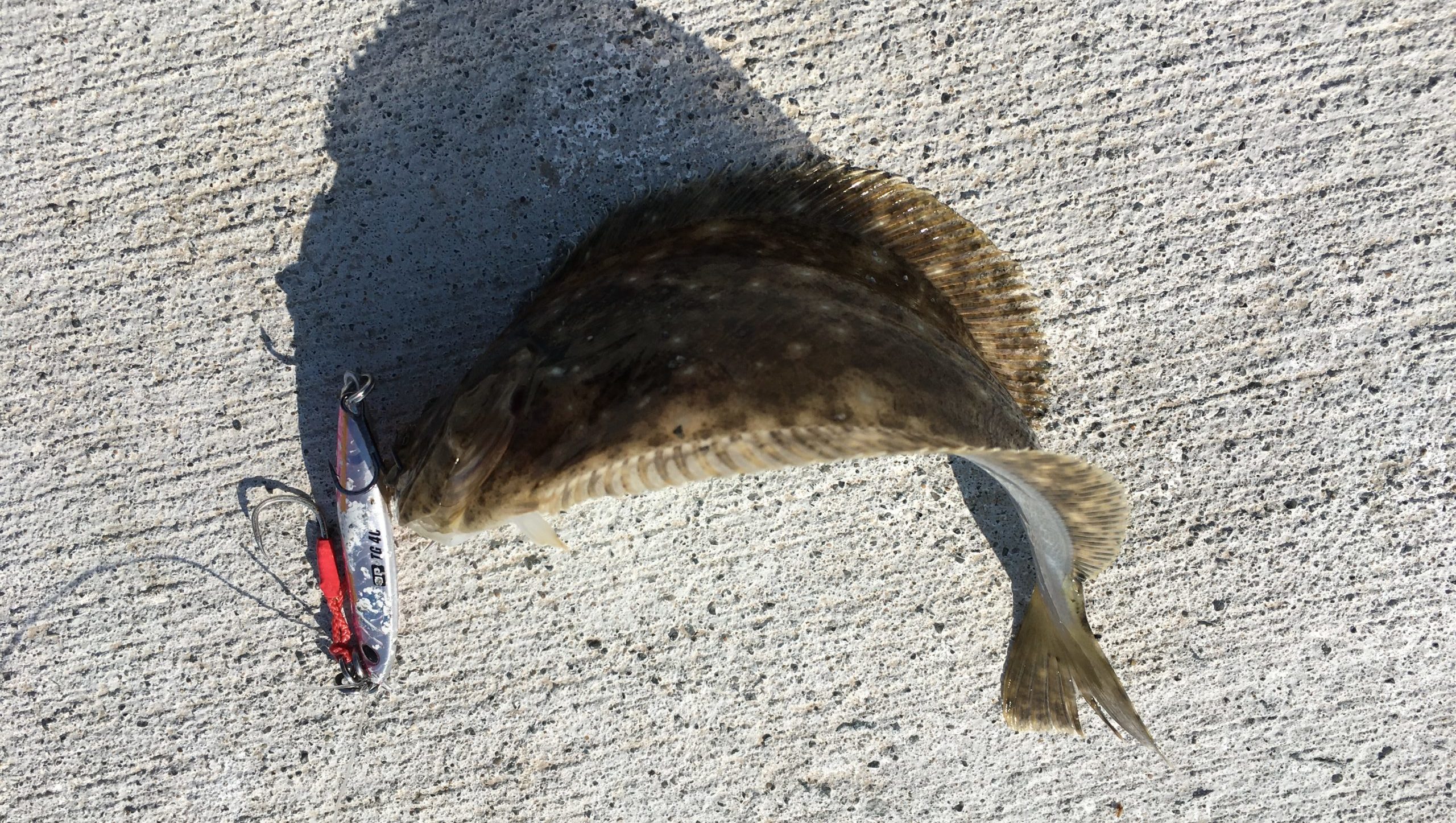 ジグパラTGで釣れたソゲの写真