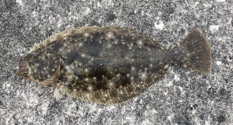 8月に秋田でショアジギングで釣れたヒラメの写真