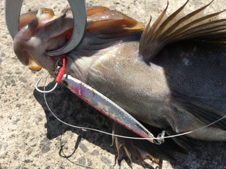 ジグパラショートで釣れたアイナメの写真
