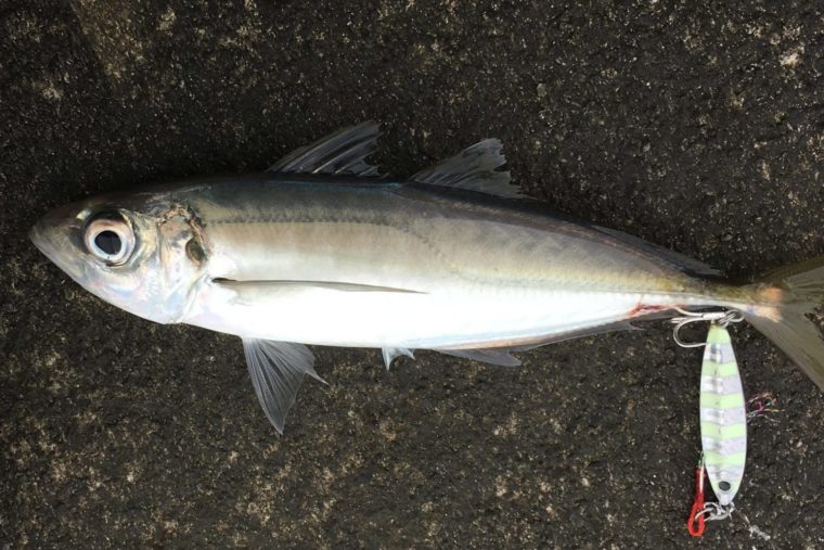 ゼブラカラーのジグで釣れたアジの写真