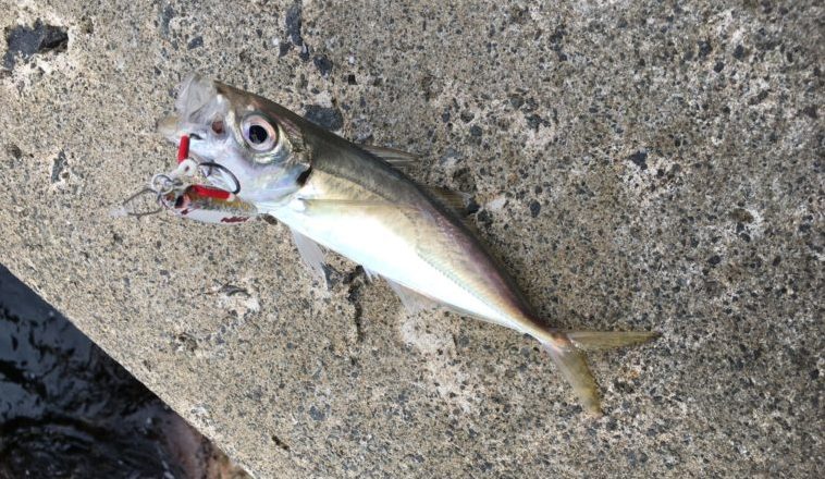 ショアジギングで釣れたアジの写真