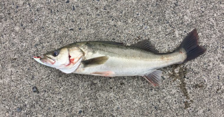 ジグパラショートで釣ったシーバスの写真