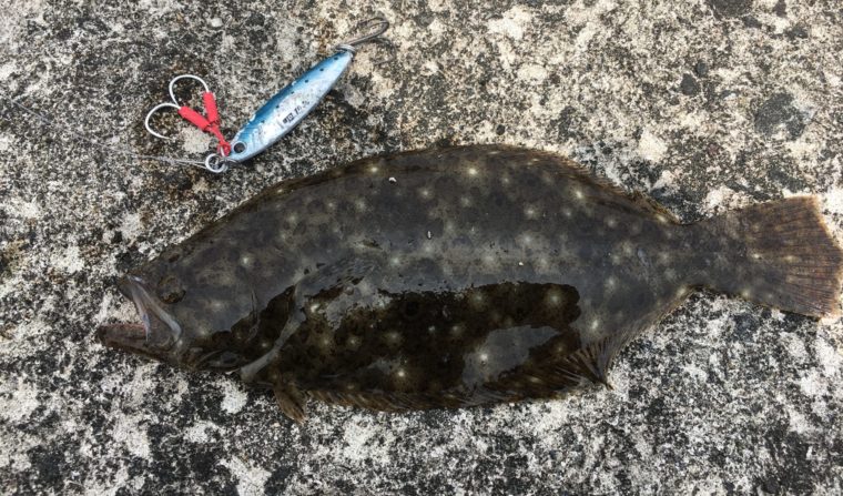 7月に秋田でショアジギングで釣ったヒラメの写真