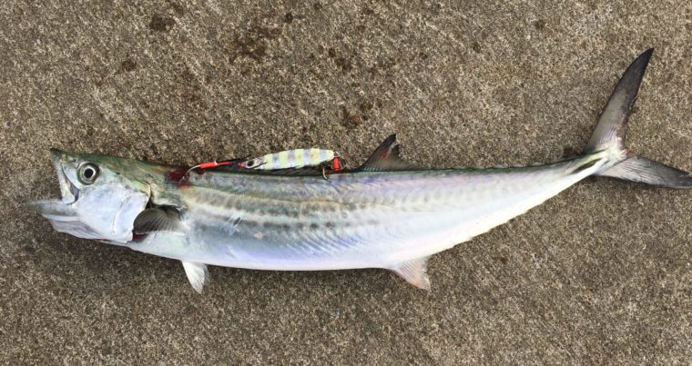 11月に秋田県でショアジギングで釣れたサゴシの写真