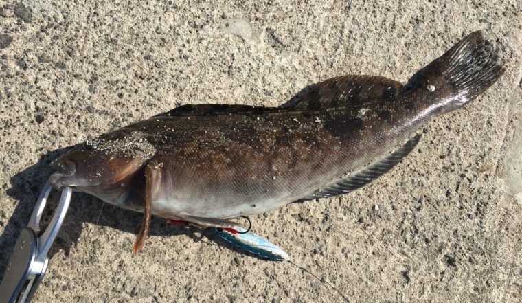 ジグパラTGで釣れたアイナメの写真