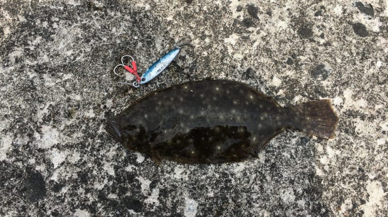 メジャークラフト|ジグパラTG|イワシカラーで釣れたヒラメの写真