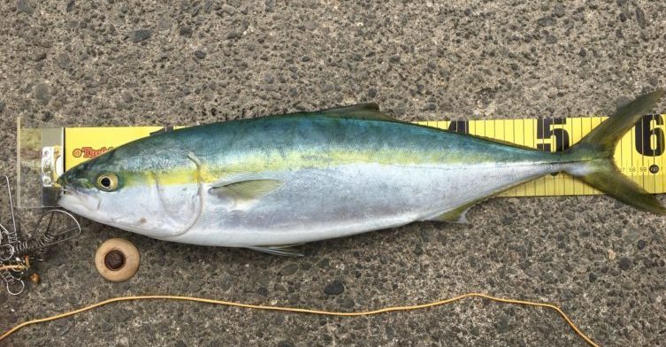 ジグパラTGで釣れたイナダ(ワラサ)の写真
