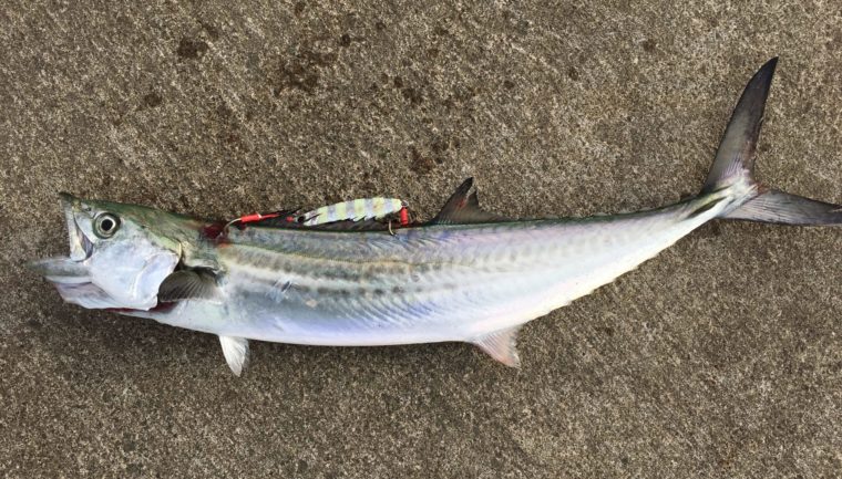ゼブラグローで釣ったサゴシの写真