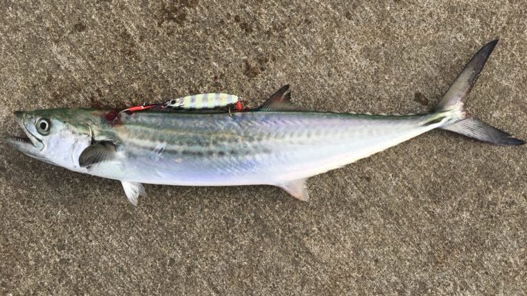 ゼブラグローで釣ったサゴシの写真