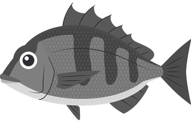 黒鯛のイラスト