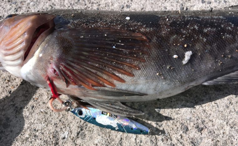 ブルーカラーのルアーで釣れたアイナメの写真