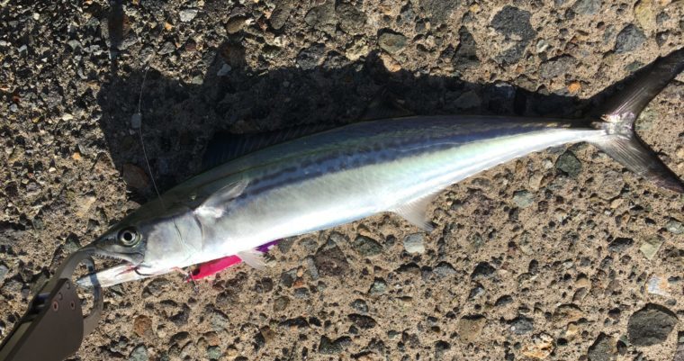 10月に秋田でショアジギングで釣れたサゴシの写真