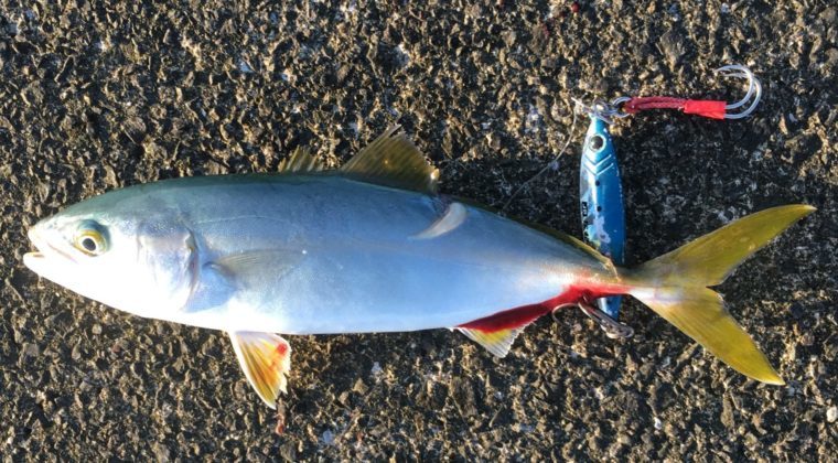 ブルカラーのルアーで釣れたワカシの写真
