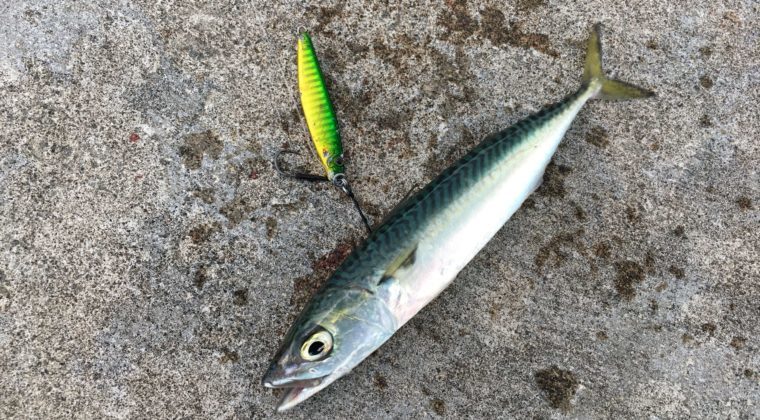 グリーン系のルアーで釣れた魚の写真