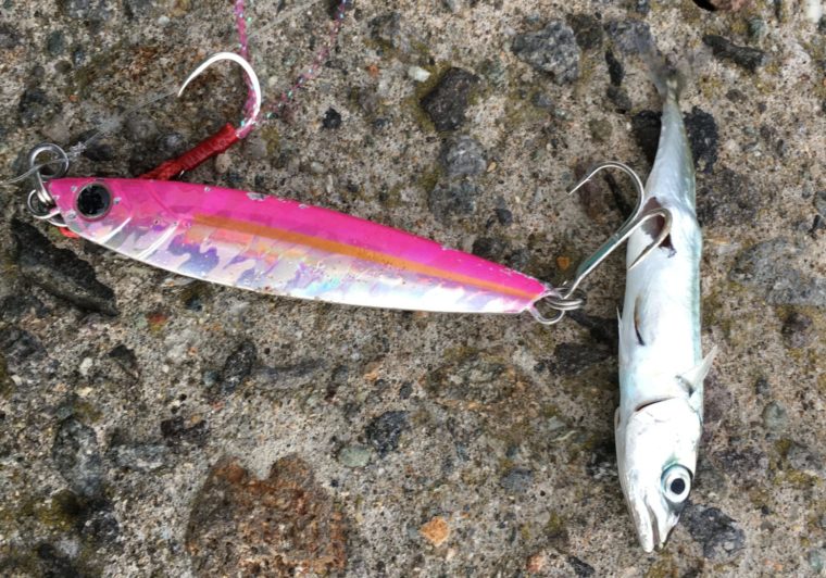 ピンク系のルアーで釣れたイワシの写真