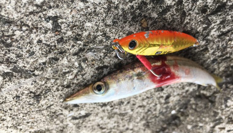 ゴールド系のルアーで釣れたカマスの写真