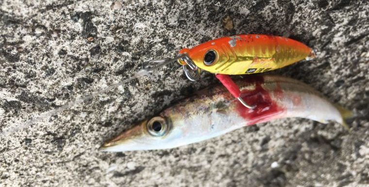 ゴールド系のルアーで釣れたカマスの写真