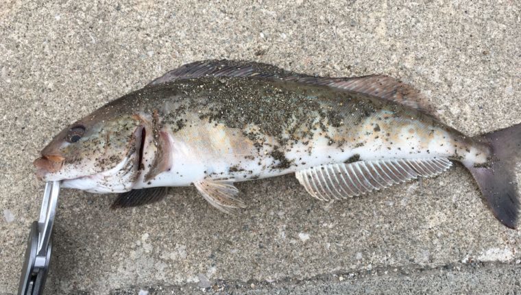 塗装の剥がれたメタルアディクト|タイプゼロワンで釣れた魚の写真