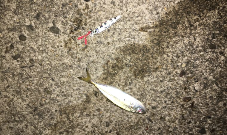 メジャークラフト|ジグパラTG|ゼブラグローで釣れたアジの写真