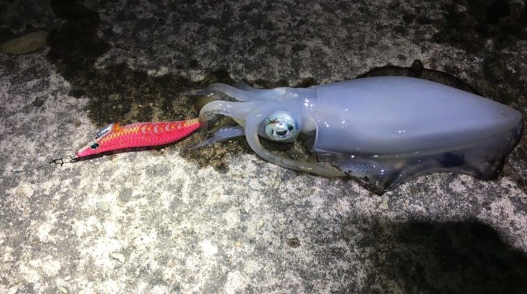 秋田県|夜釣りで釣ったアオリイカの写真