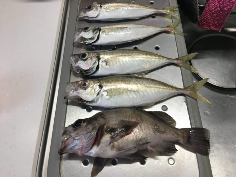 秋田北防波堤で釣ったアジとメバル