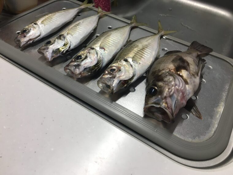 秋田北防波堤の釣果