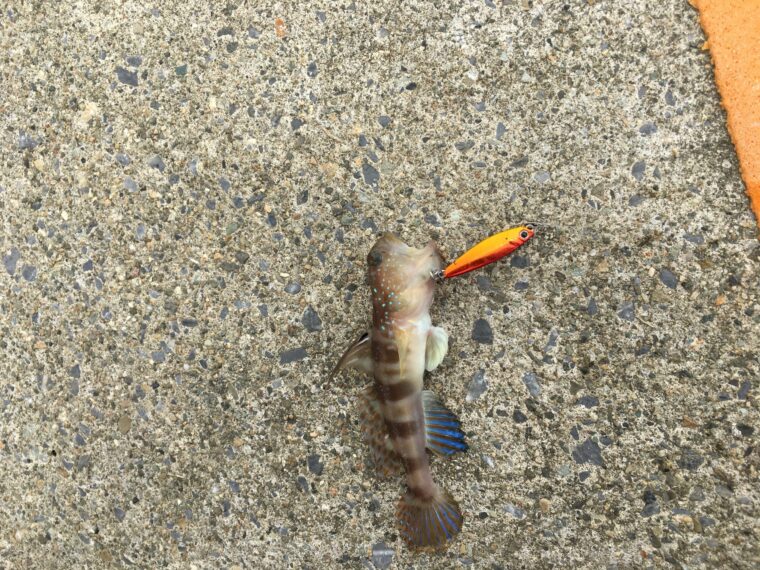 秋田北防波堤で釣れたエソの写真