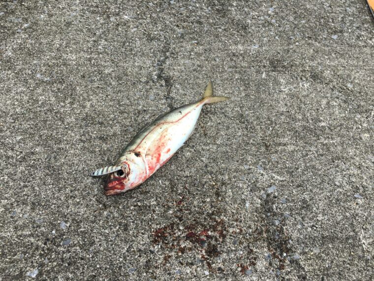 秋田北防波堤でアジングの釣果