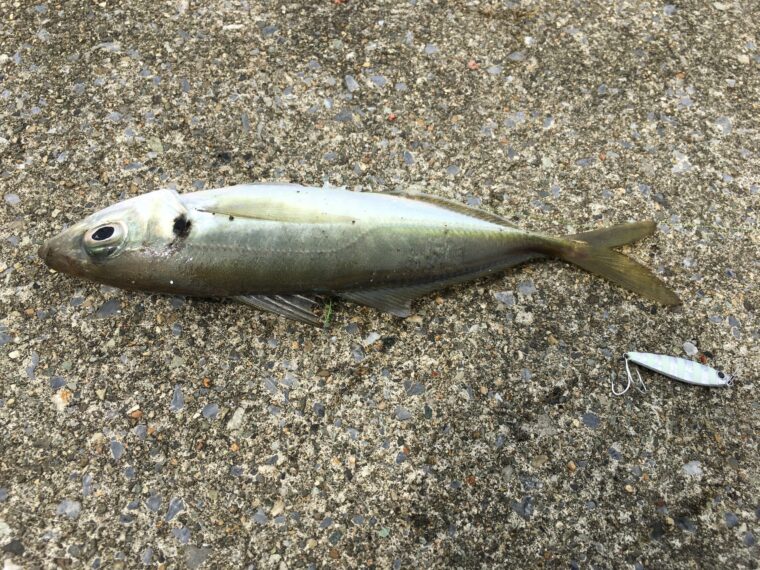 秋田北防波堤で釣れたアジ