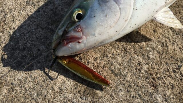 ショアジギングならイナダが釣れる